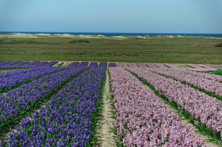 Pointe de la Torche - champs de jacinthes